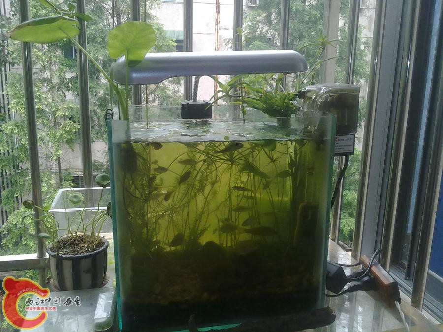 原生缸 开缸一个月 2012.06.09-100.jpg