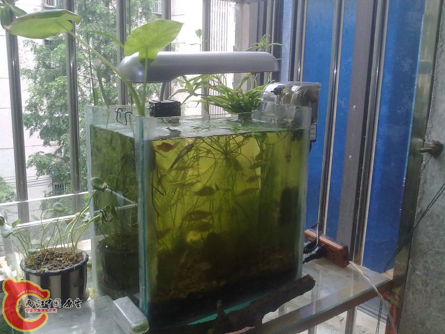 原生缸 开缸一个月 2012.06.09-101.jpg