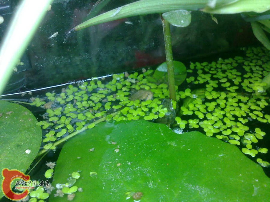 青蛙-20120605072.jpg