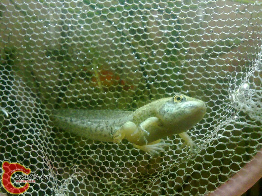青蛙-20120605064.jpg