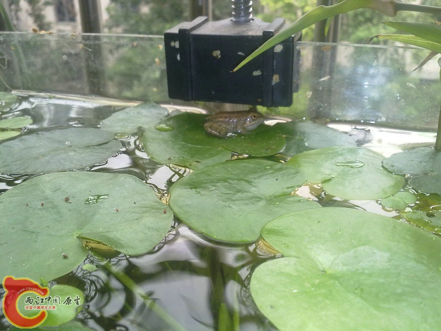 青蛙-20120609096.jpg