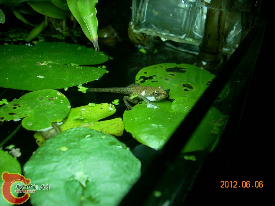 青蛙 2012.06.06-DSCN2367.jpg