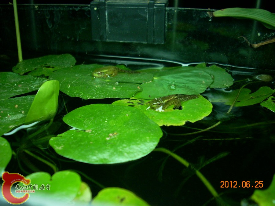 青蛙 2012.06.25-DSCN3026.jpg