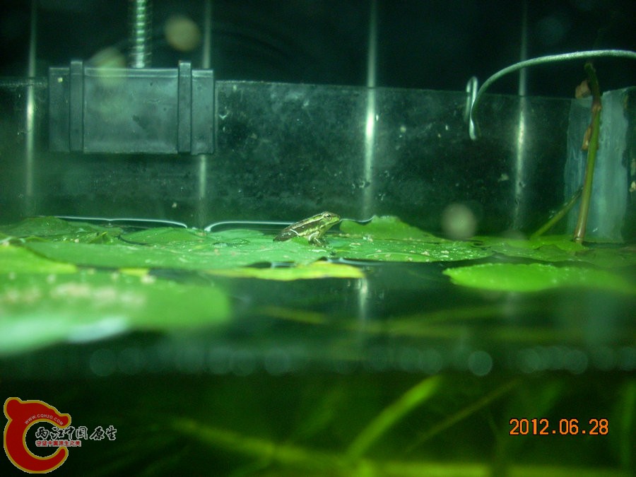 青蛙 2012.06.28-DSCN3050.jpg