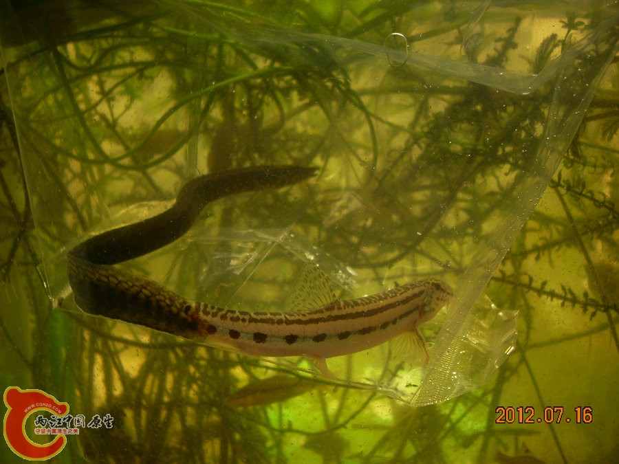 刺鳅 花鳅 2012.07.16-DSCN0332.jpg