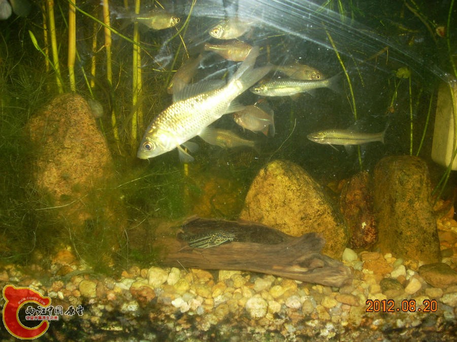 花鳅-2012.08.20-DSCN0554.jpg