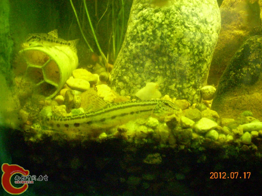 花鳅 2012.07.17-DSCN0360.jpg