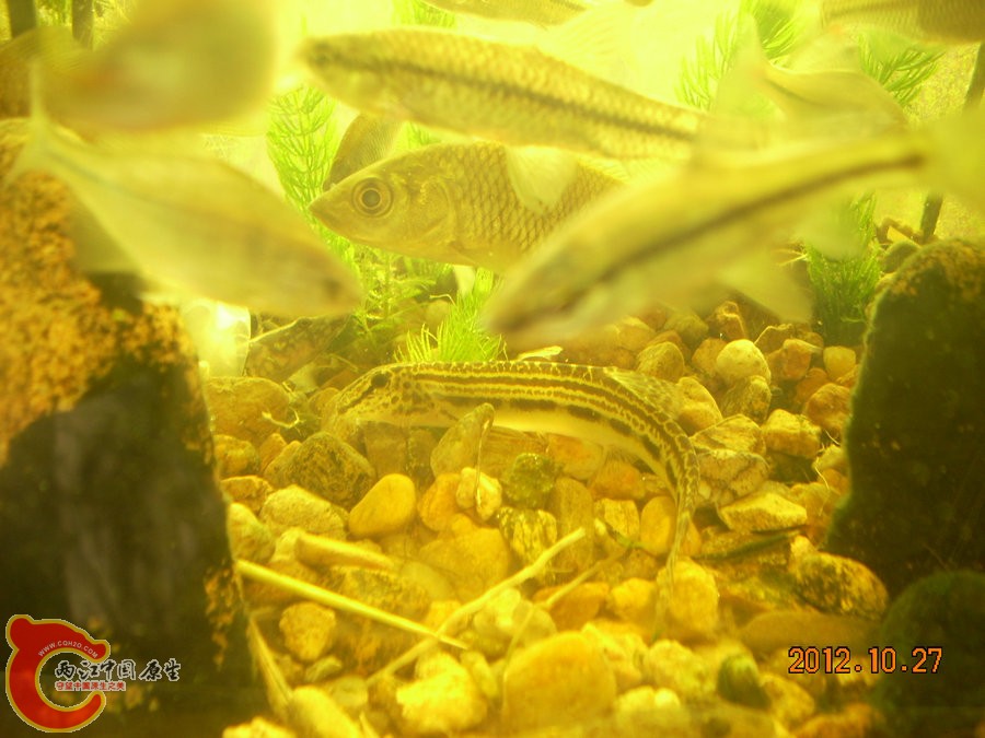 花鳅 2012.10.27-DSCN1300.jpg
