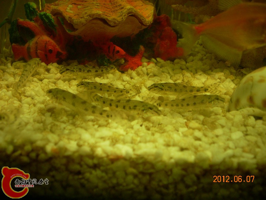 棒花 2012.06.07-DSCN2445.jpg