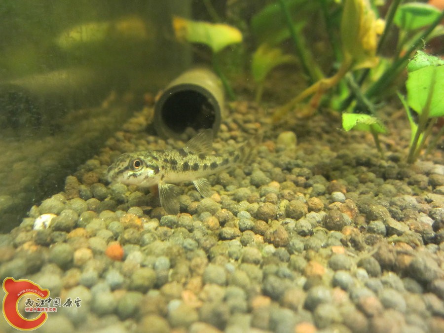 棒花 2012.07.31-IMG_0653【IXUS 115 HS】.jpg