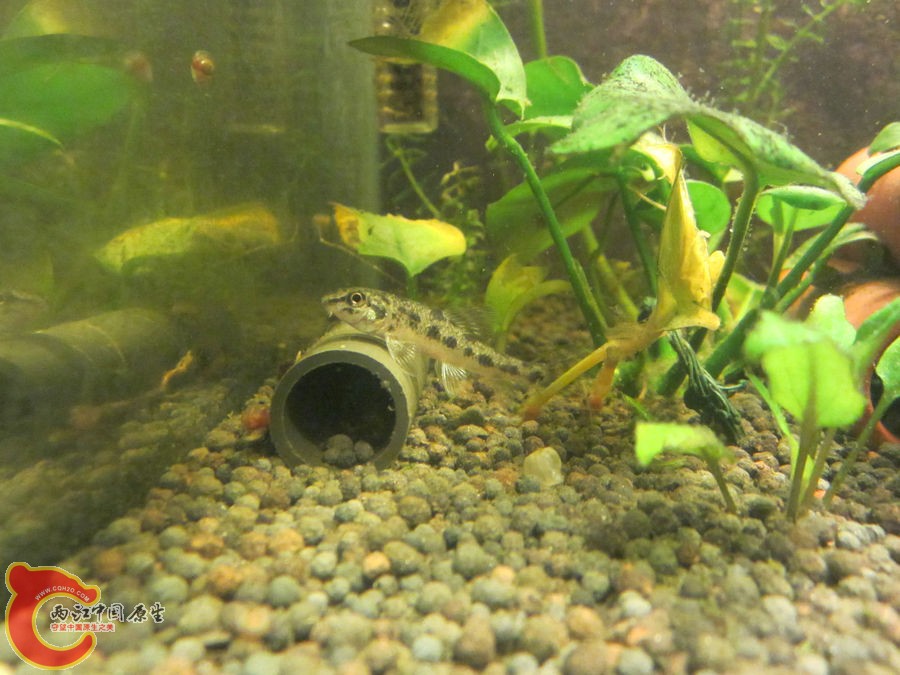 棒花 2012.07.31-IMG_0841【IXUS 115 HS】.jpg