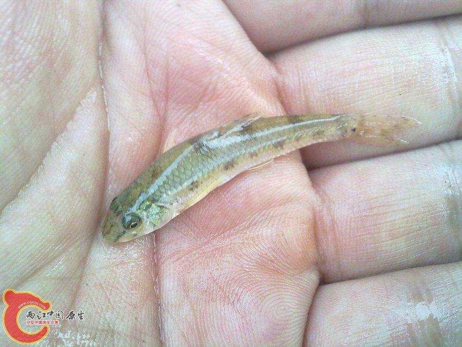 棒花 20120603010.jpg