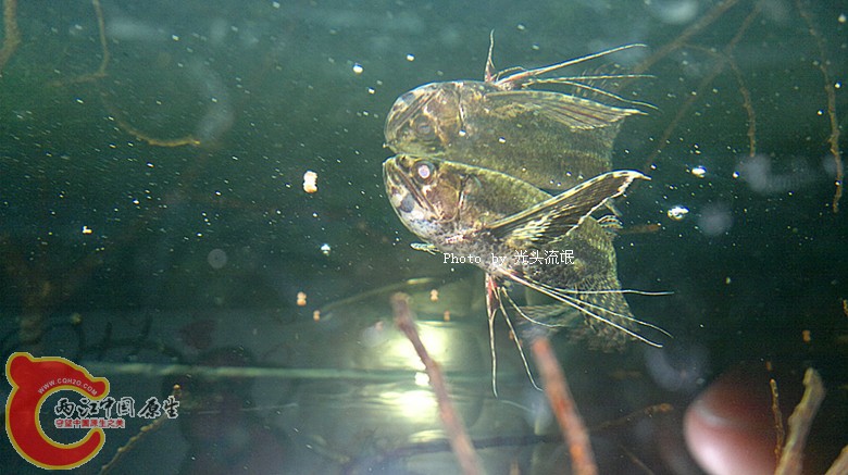 201212113240.jpg