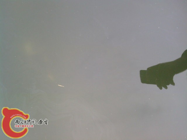 池中发病鱼，症状：背鳍和尾鳍前部的鳞片脱落，不吃食