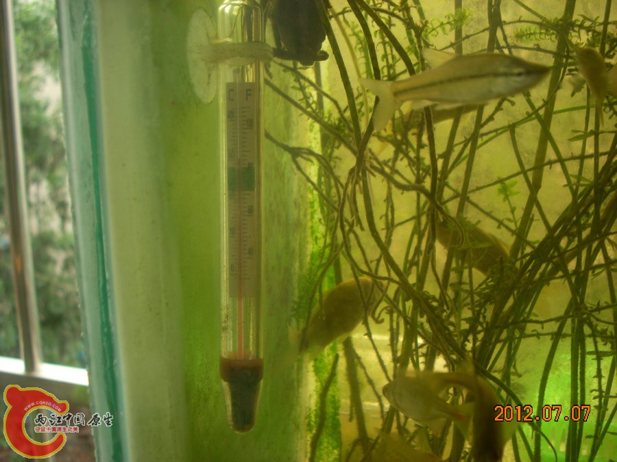 冰袋 2012.07.07-DSCN0297.jpg 冰袋 2012.07.07-DSCN0297.jpg