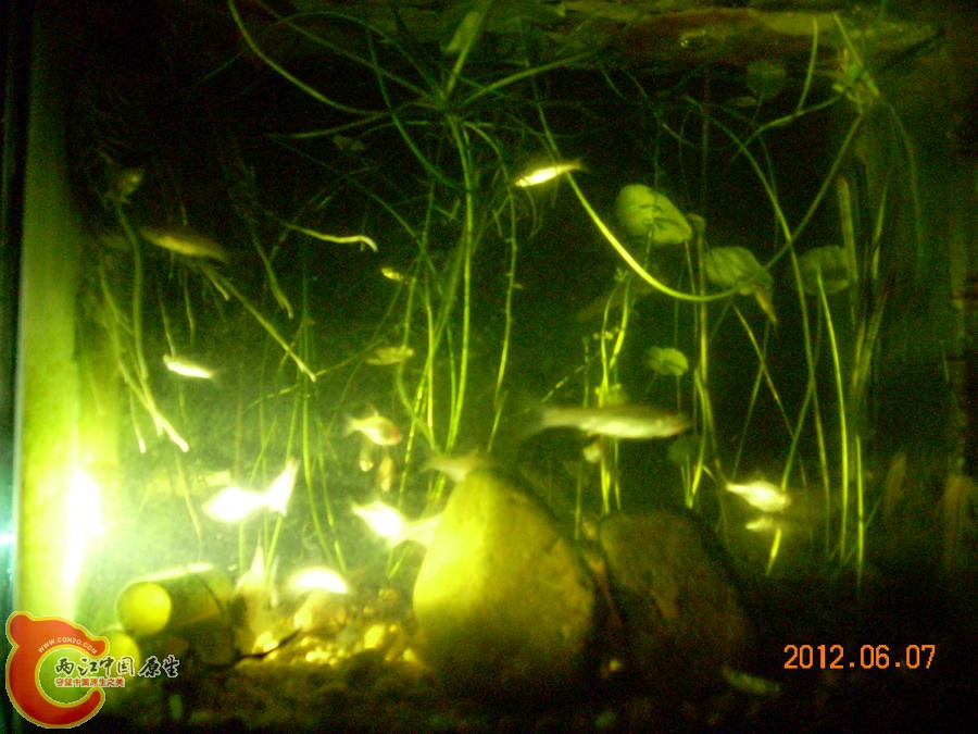 个性光源 原生缸 2012.06.07-DSCN2389.jpg