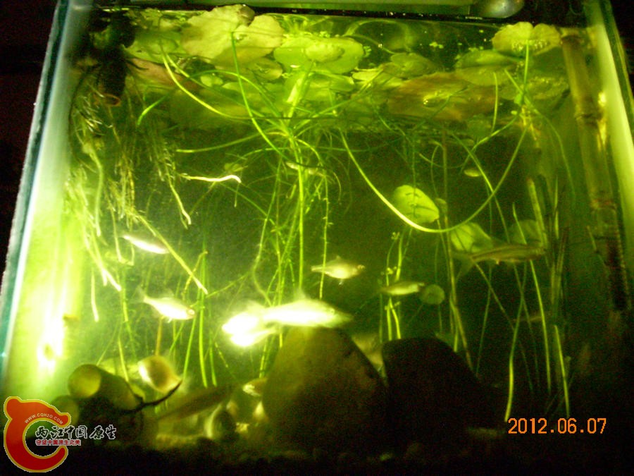 个性光源 原生缸 2012.06.07-DSCN2390.jpg