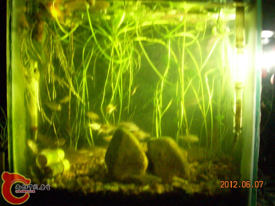 个性光源 原生缸 2012.06.07-DSCN2395.jpg