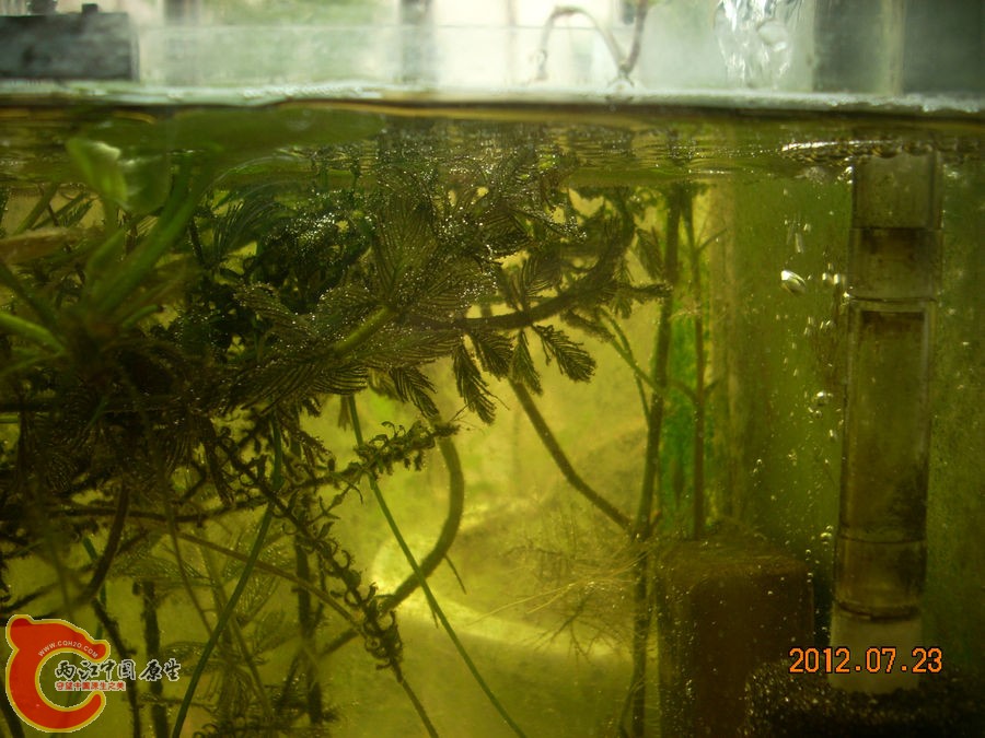 气泡 2012.07.23-DSCN0372.jpg