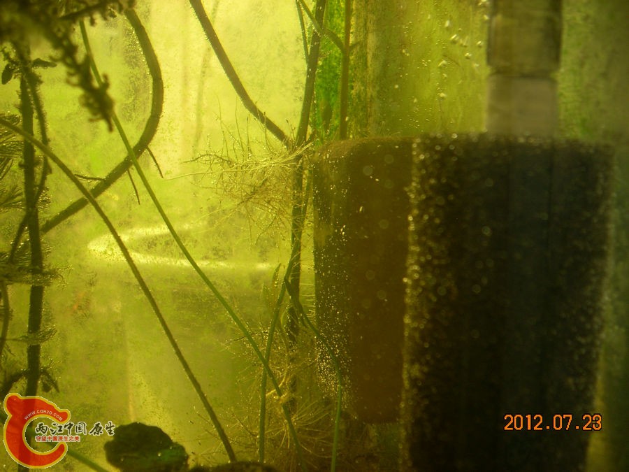 气泡 2012.07.23-DSCN0373.jpg