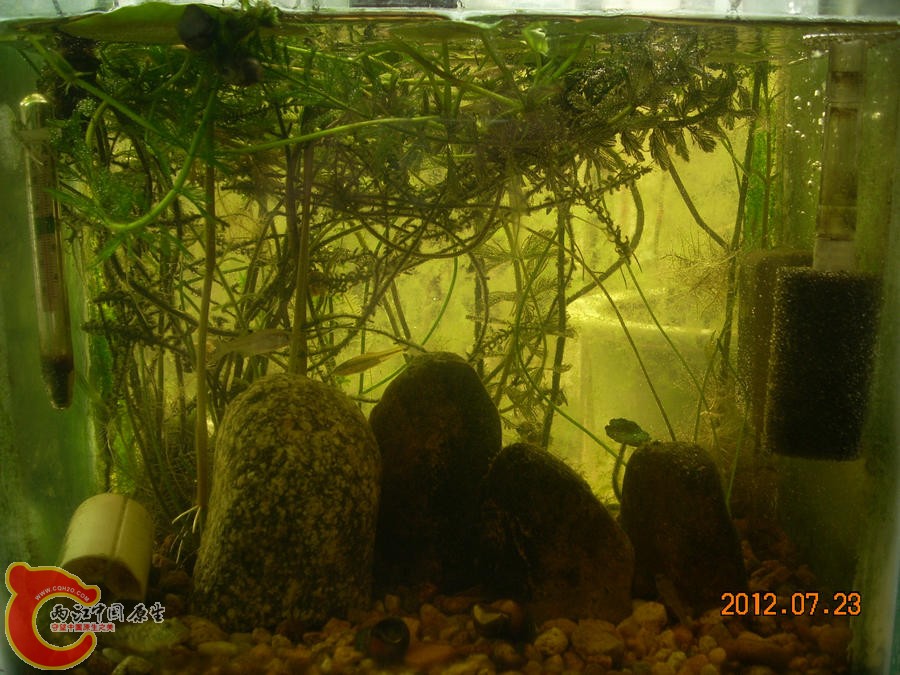 气泡 2012.07.23-DSCN0379.jpg