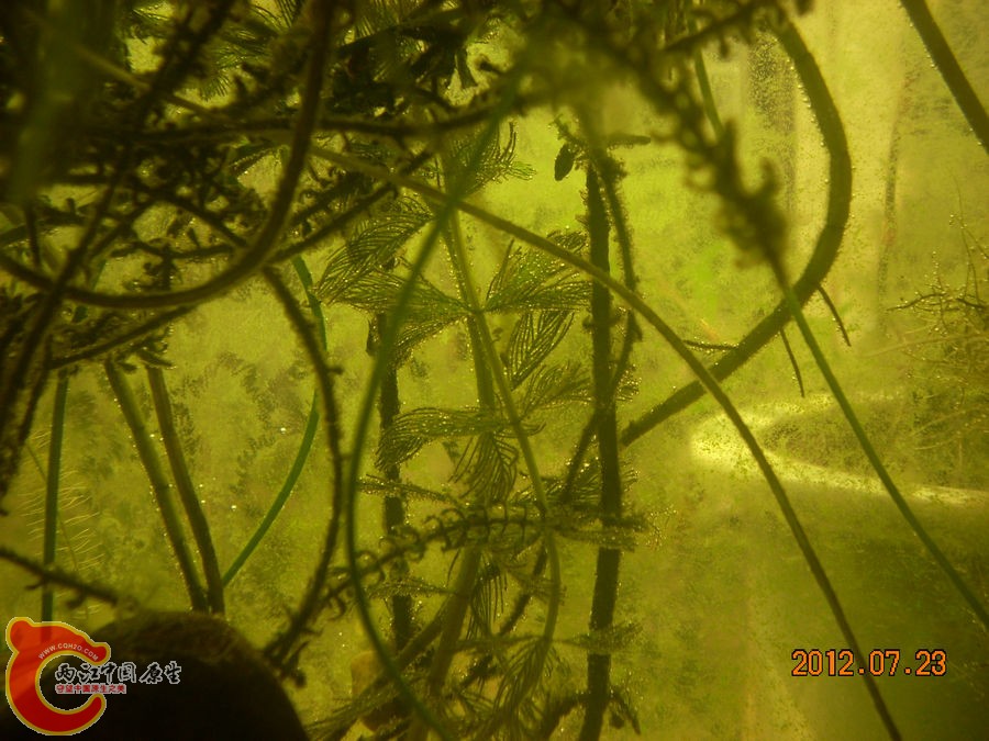 气泡 2012.07.23-DSCN0374.jpg