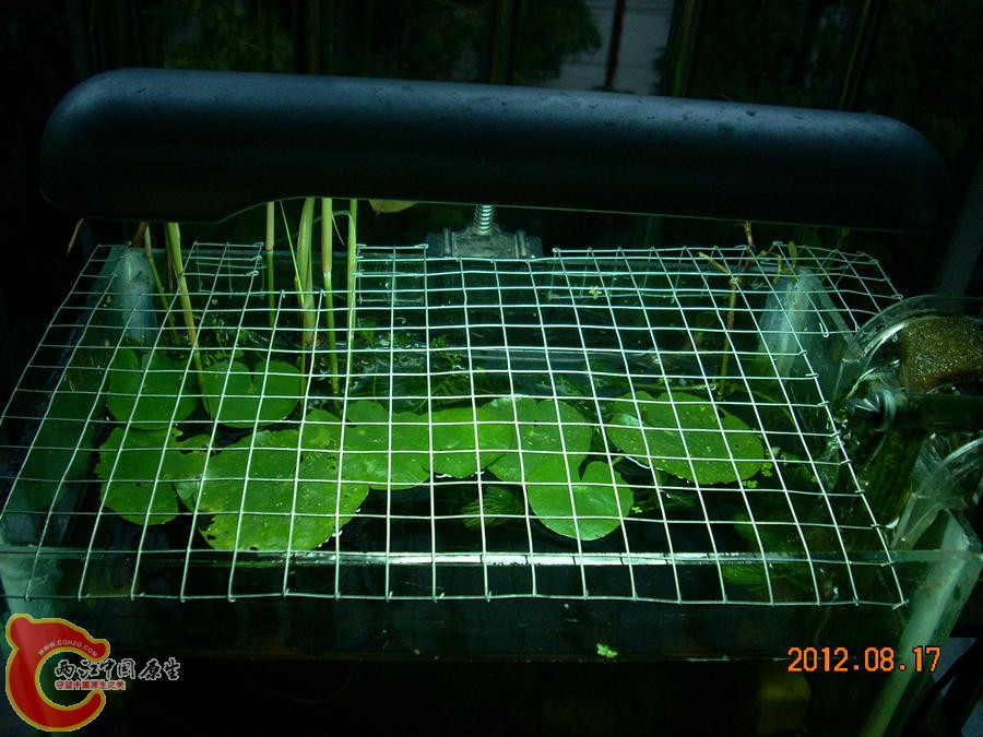 网 2012.08.17-DSCN0530.jpg