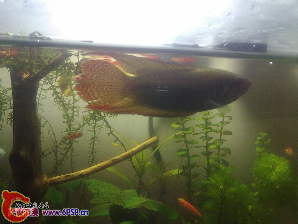 圆尾国斗 20120430-964.jpg