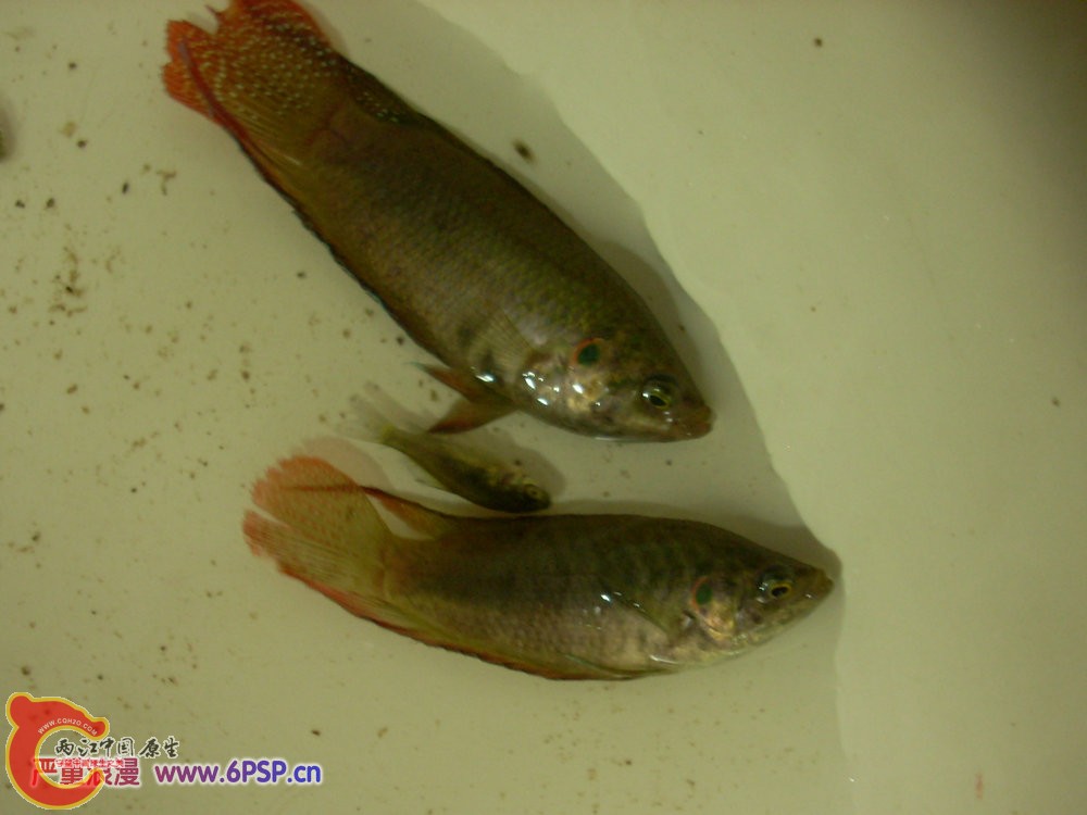 圆尾国斗 2012.04.30-DSCN1768.jpg