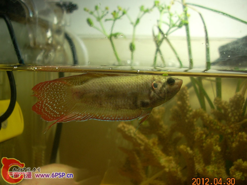 圆尾国斗 2012.04.30-DSCN1775.jpg