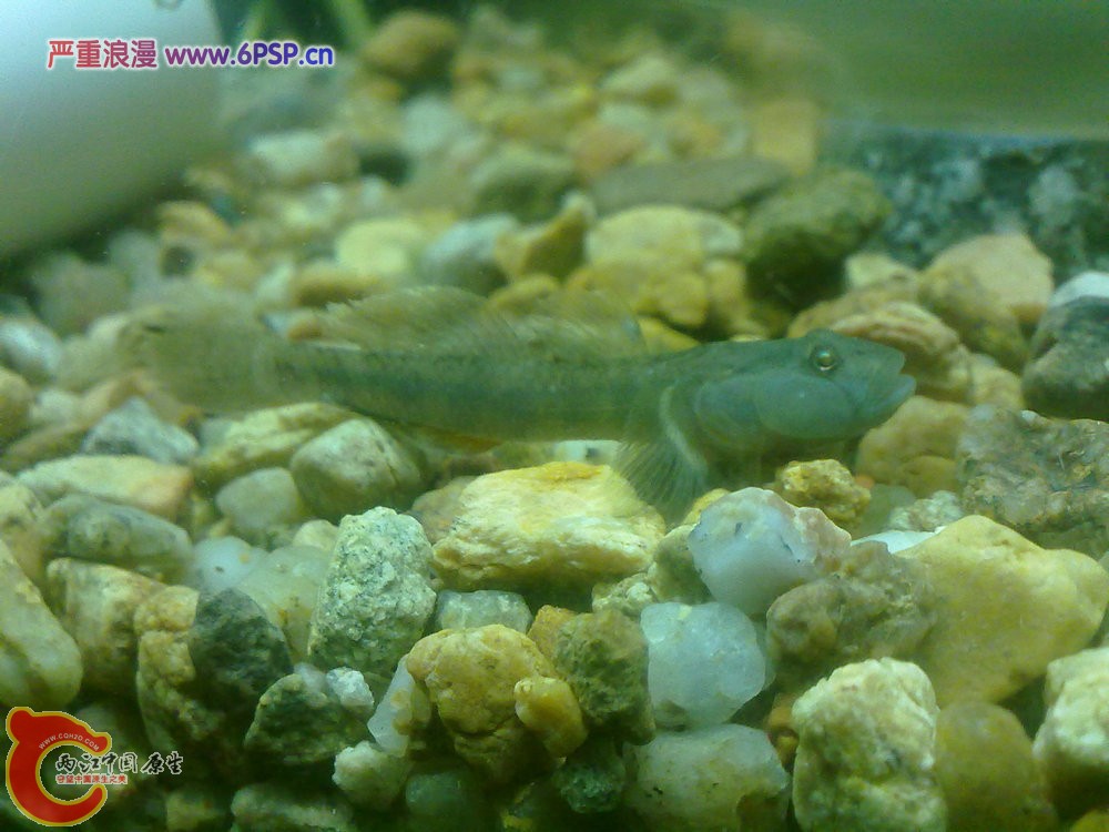 波氏吻虾虎 201205121137.jpg