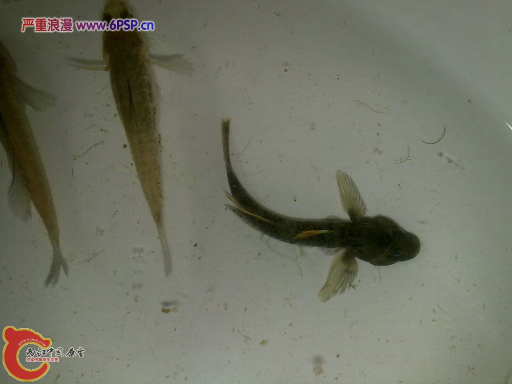 波氏吻虾虎 20120509-1076.jpg