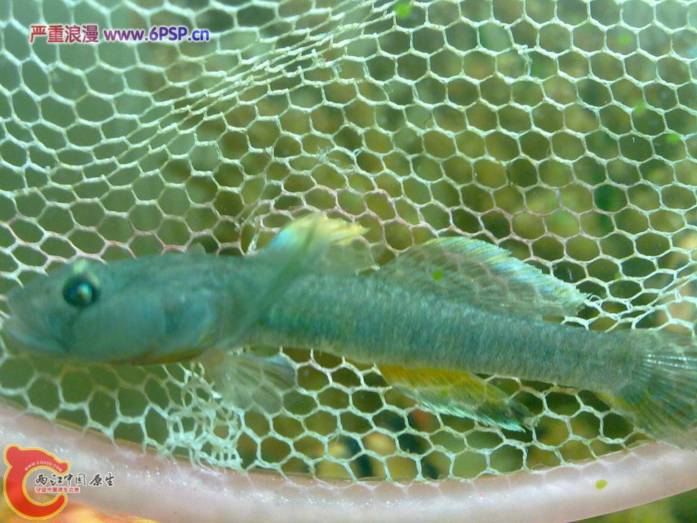 波氏吻虾虎 20120509-1095.jpg