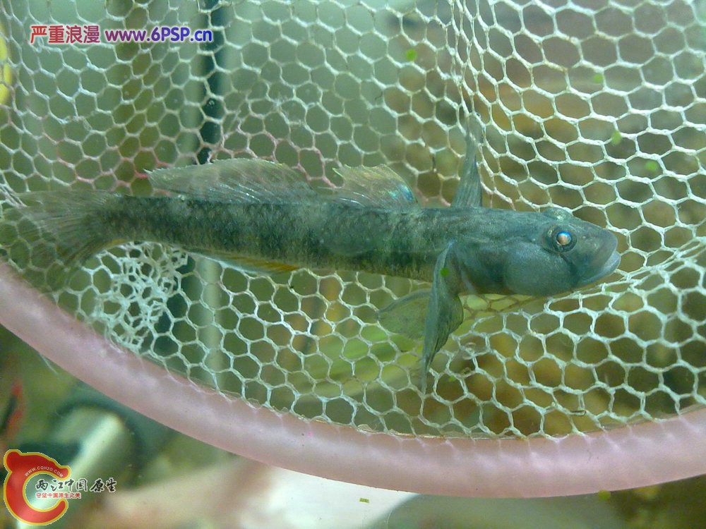 波氏吻虾虎 20120509-1098.jpg