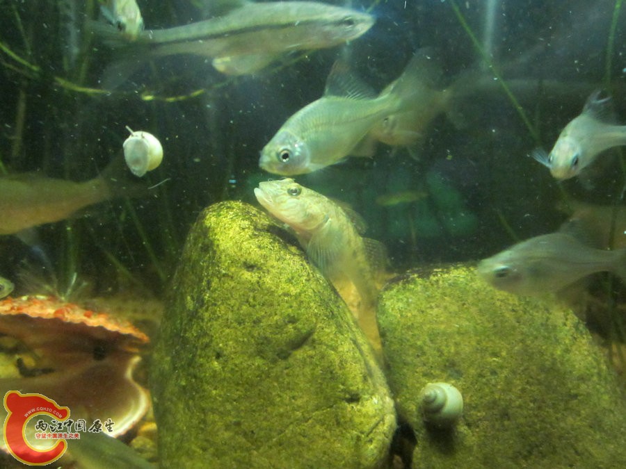 虾虎 2012.07.05-IMG_0339【IXUS 115 HS】.jpg