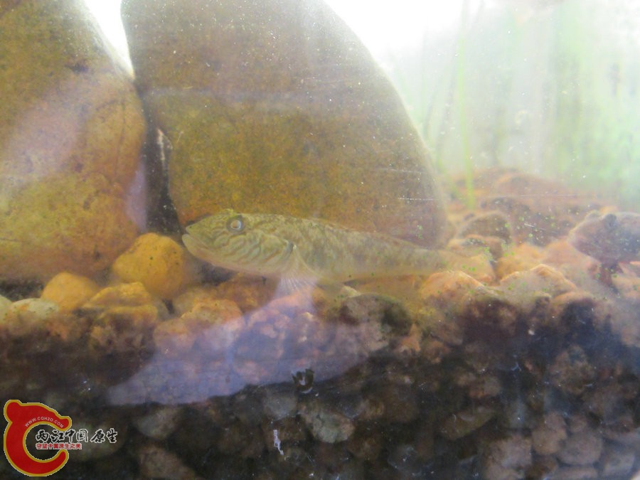 虾虎 2012.07.06-IMG_0418【IXUS 115 HS】.jpg