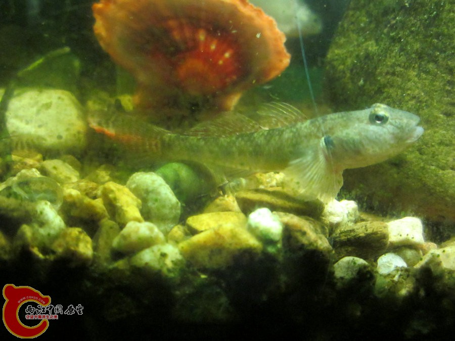 虾虎 2012.07.05-IMG_0352【IXUS 115 HS】.jpg