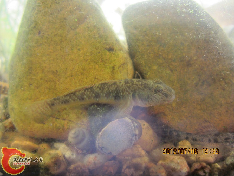 虾虎 2012.07.06-IMG_0425【IXUS 115 HS】.jpg