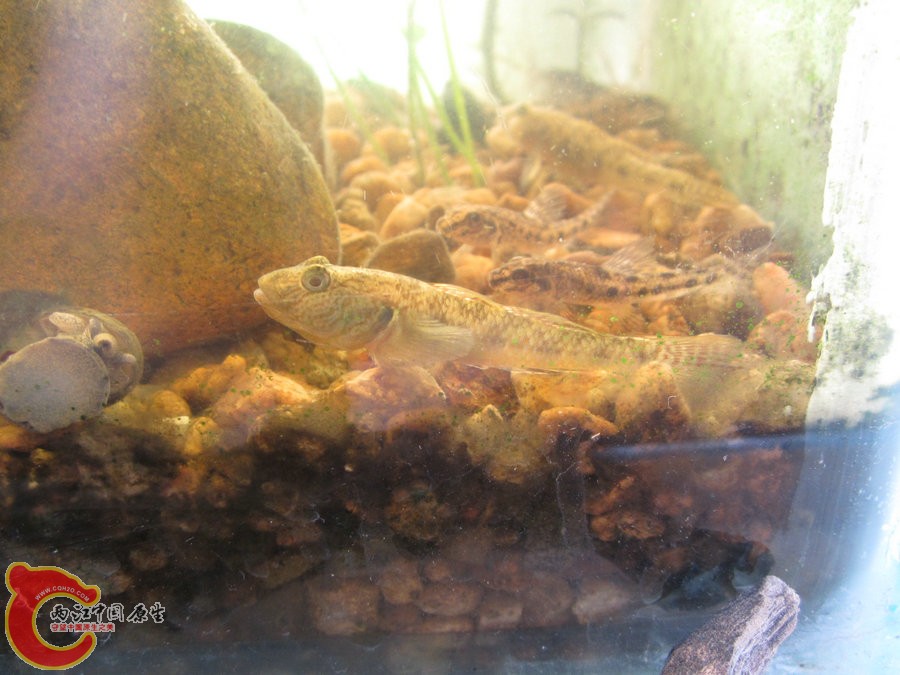 虾虎 2012.07.06-IMG_0426【IXUS 115 HS】.jpg