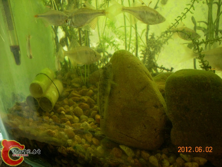 虾虎 吃的饱饱-2012.06.02-DSCN2302.jpg