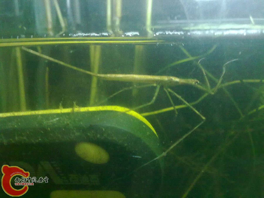 水螳螂 20120919-1083.jpg