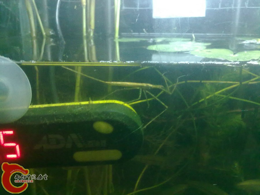 水螳螂 20120919-1084.jpg