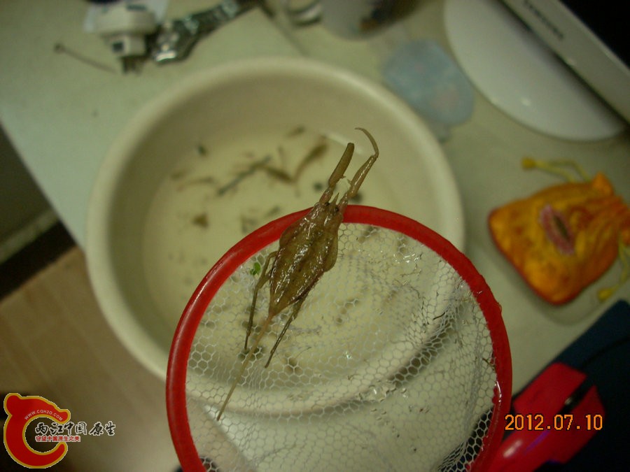水蝎（水王八）2012.07.10-DSCN0305.jpg