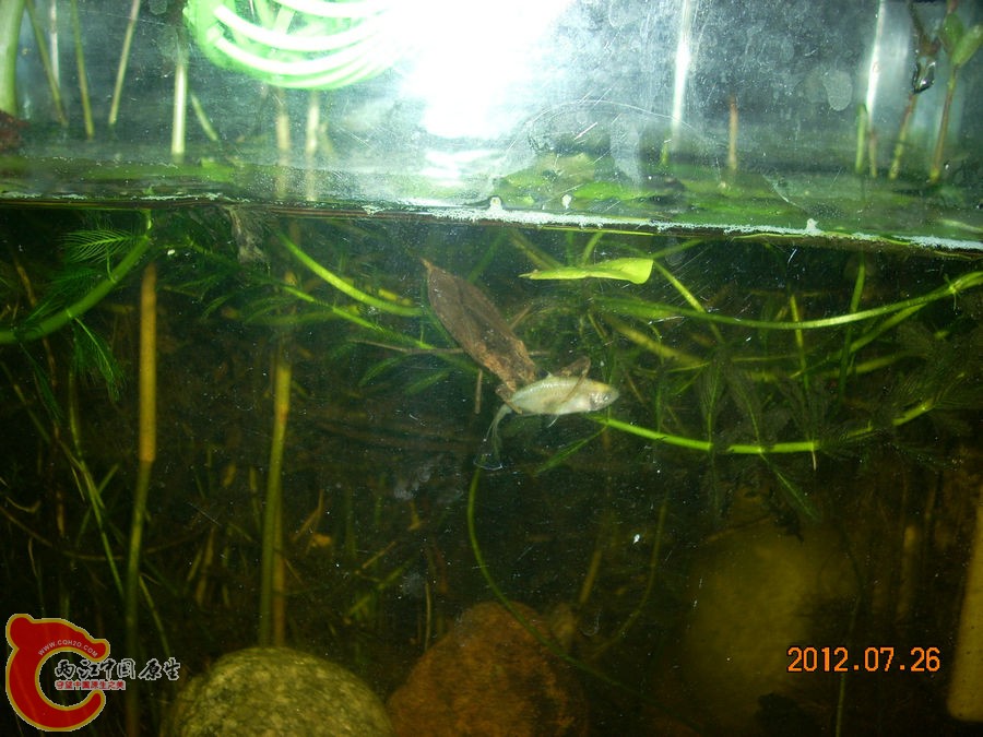 水蝎（水王八）吃鱼 2012.07.26-DSCN0403.jpg