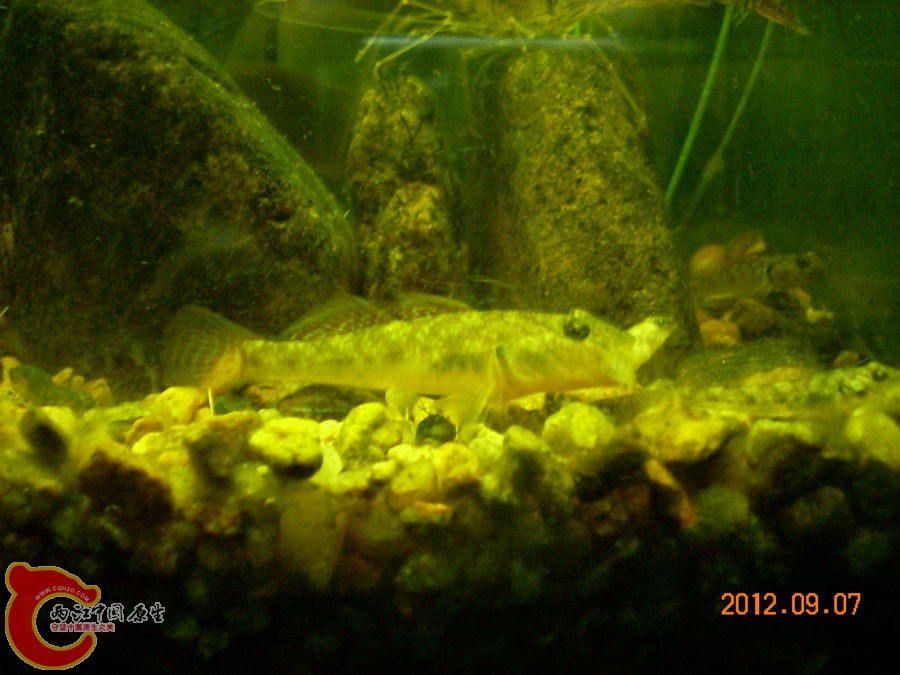 虾虎吃小虾虎 2012.09.07-DSCN0798.jpg