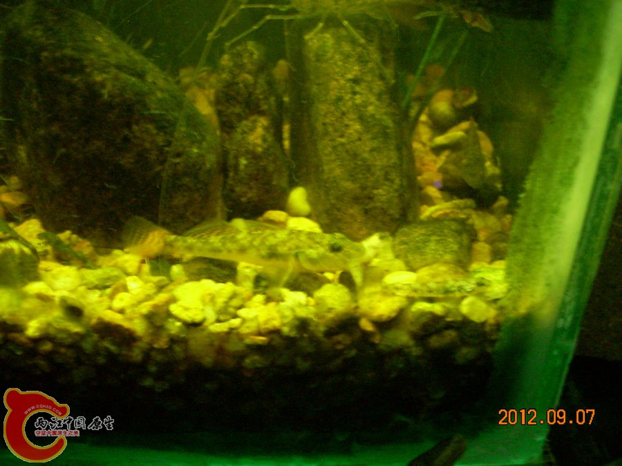 虾虎吃小虾虎 2012.09.07-DSCN0796.jpg