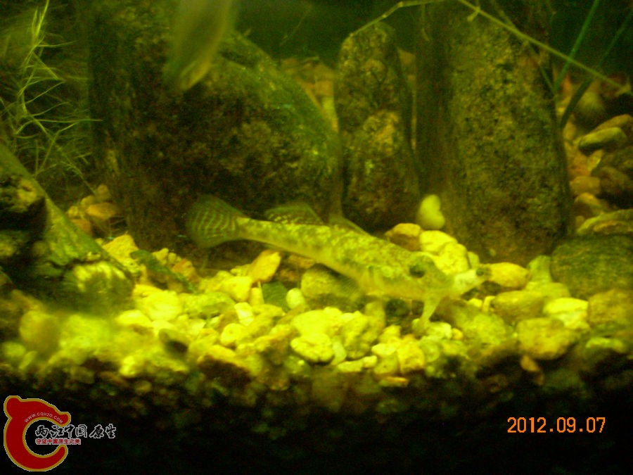 虾虎吃小虾虎 2012.09.07-DSCN0802.jpg