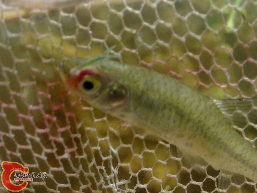 鱼眼上的寄生虫20120502-993.jpg