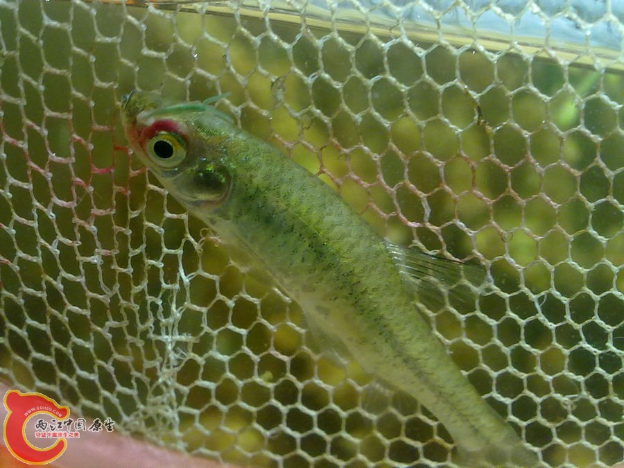 鱼眼上的寄生虫20120502-995.jpg