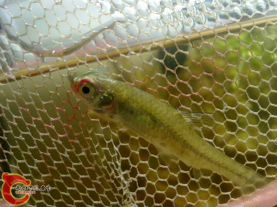 鱼眼上的寄生虫 20120502-990.jpg